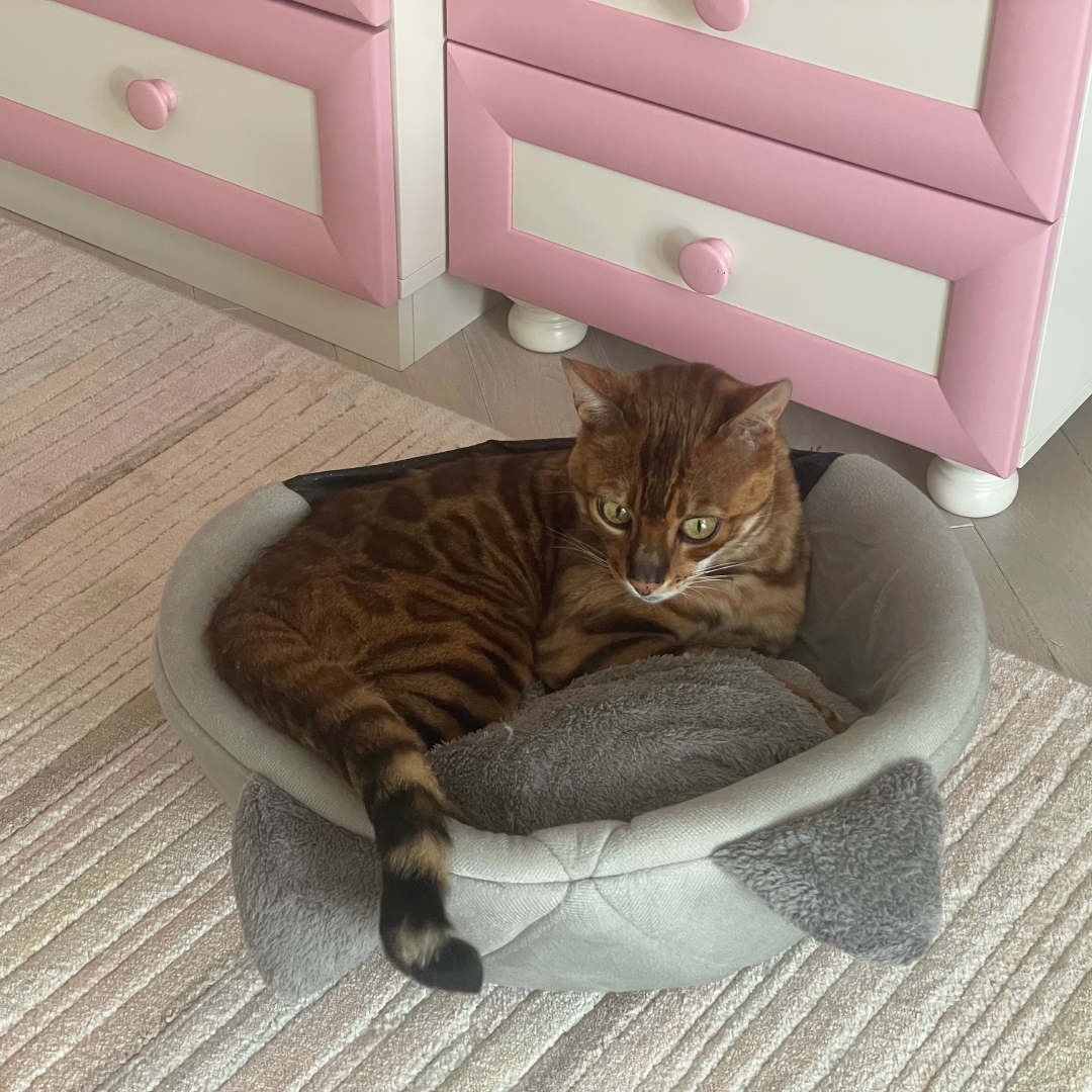 Soft Pet House